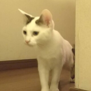 こまち、里親さま決定！ありがとうございました♡