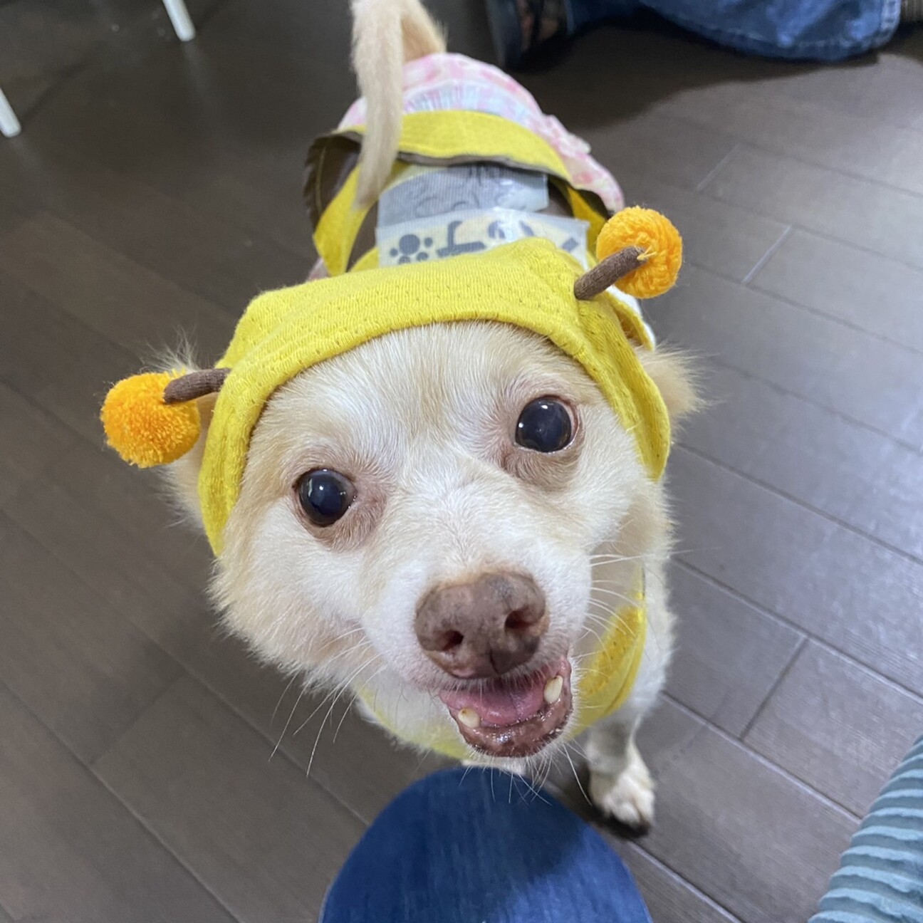 ハッチ 控えめに甘えてく 東京都 犬の里親募集 ペットのおうち 月間利用者150万人