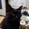 おやつの要求です
