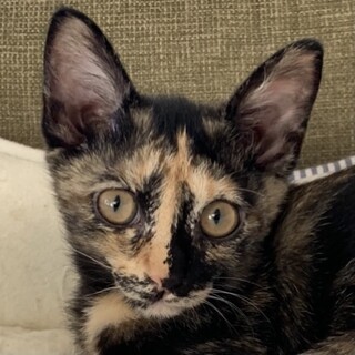 魅惑のサビ猫☆ねねちゃん❣️