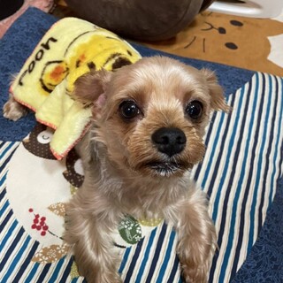 ヨークシャーテリア♂少々返信お待ちください。
