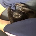 雑種の黒猫