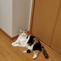 ゆず