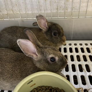 2匹を可愛がって頂ける里親募集中！