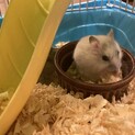 ジャンガリアンハムスターの赤ちゃん