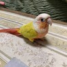 舞