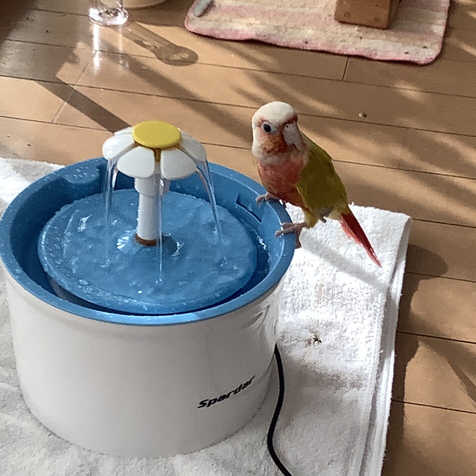 舞のカバー写真