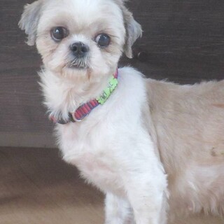 少し怖がりなシーズー♀ファラちゃん