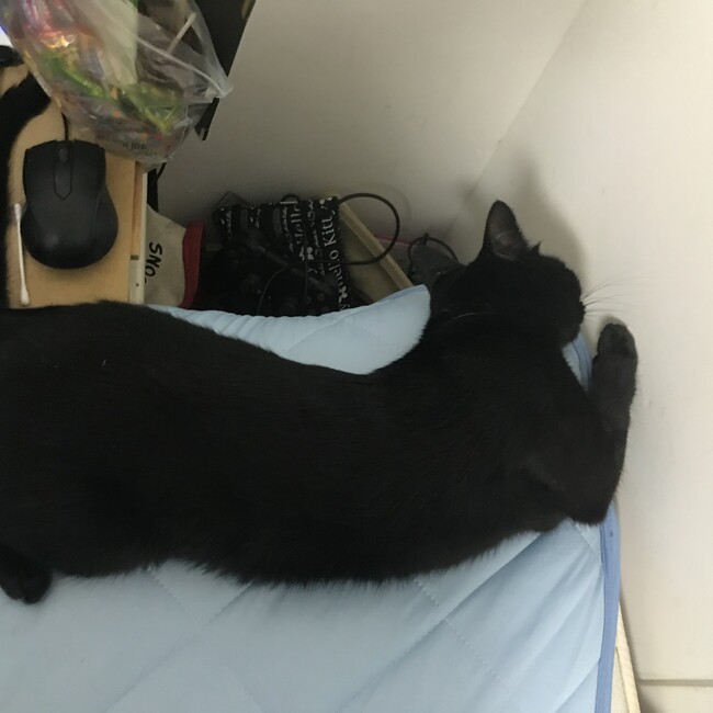 戌丸のカバー写真