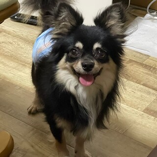 やんちゃなチワワ♂ノッチくん