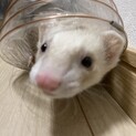 引越しの為募集します！