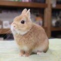 素敵な里親様が見つかりました