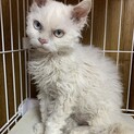 セルカークレックス　メス　子猫
