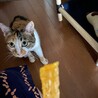 干し芋くだちゃい