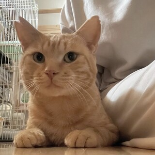 茶トラのゴル君♪