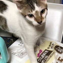 三重県桑名市１０月１０日(日）第１２０回リトルパウエイド猫の譲渡会