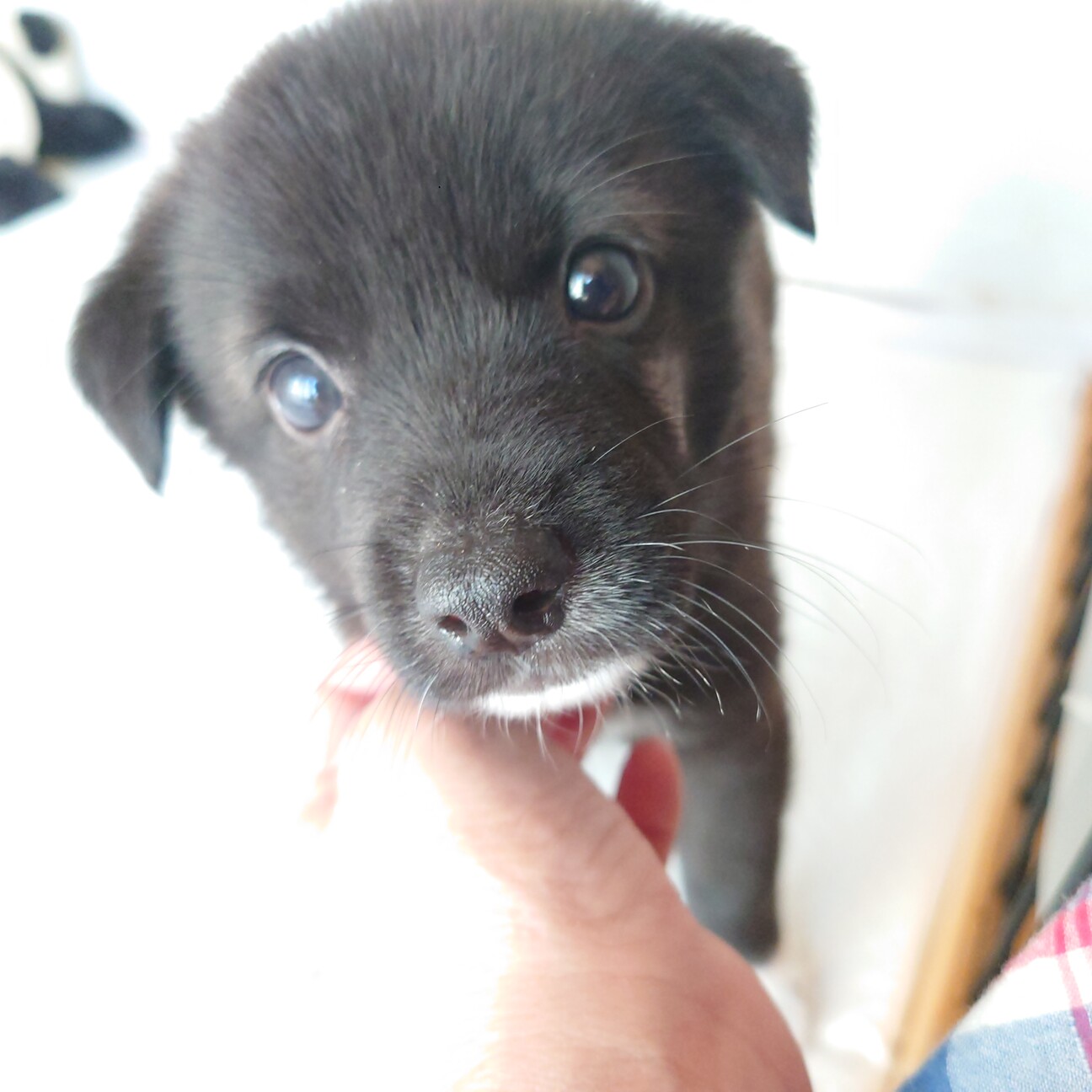 マイペースすぎて 笑 香川県 犬の里親募集 ペットのおうち 月間利用者150万人