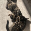 2匹の子猫の里親さん募集