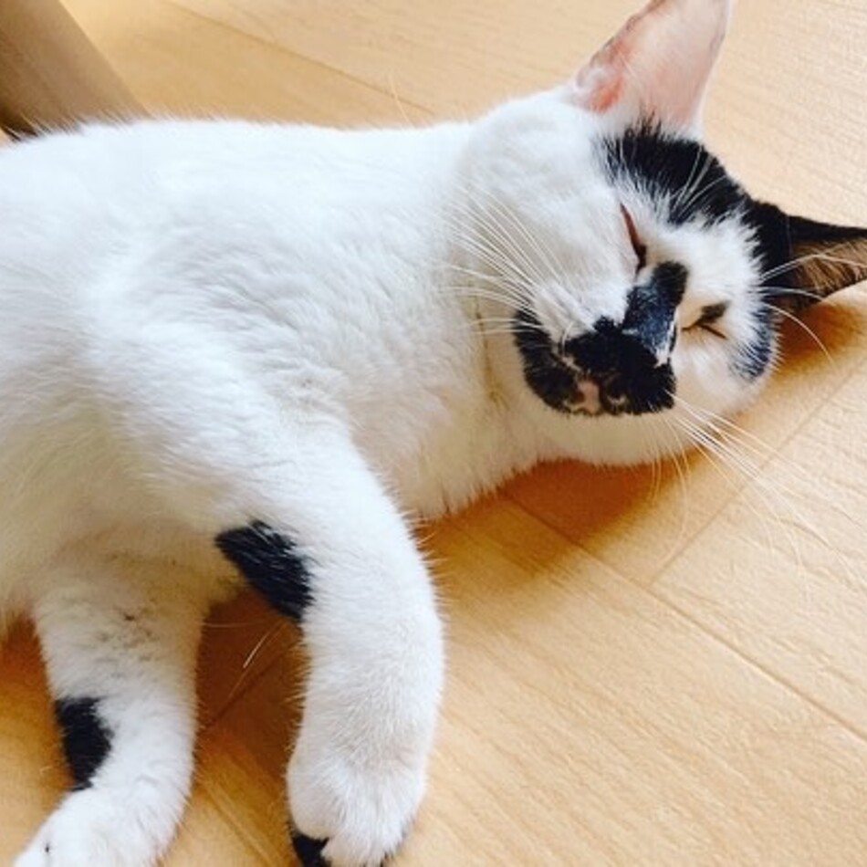 パンジーのカバー写真