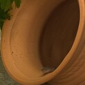 鑑賞ペットのうなぎ