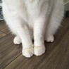 よっすィ