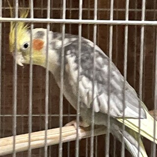 オカメインコ　里親様募集いたします。