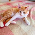 会ったその日に抱っこできる！猫初めてでもおすすめ