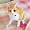 会ったその日に抱っこできる！猫初めてでもおすすめ サムネイル2