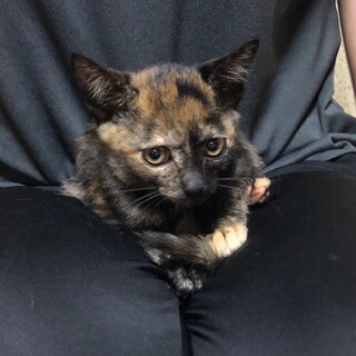 可愛いサビ猫志摩ちゃん