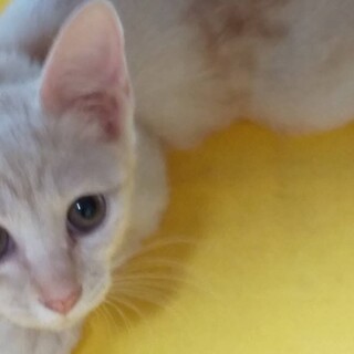 おてんばミッティちゃん