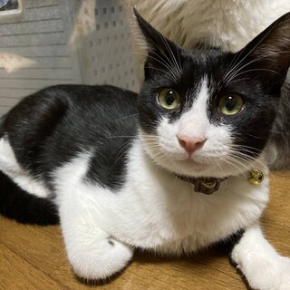 白黒ハチワレ女の子　里親決定!!