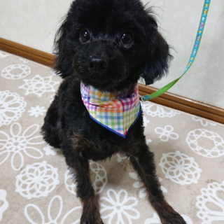 ３～４歳★プードルミックス・シンバ君