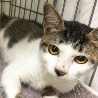 SOS‼️期限あり‼️子猫里親募集中　キジ白