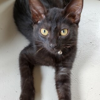 人馴れＯＫ黒猫４ヶ月ワクチン２回・駆虫・血検済
