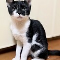【人が大好き甘えん坊】性格良し！白黒のナイトくん
