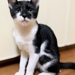 【人が大好き甘えん坊】性格良し！白黒のナイトくん
