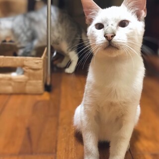 【シャムトラ】ブルーアイのイケ猫。ルークくん