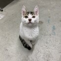 気品漂う野良猫ロディ