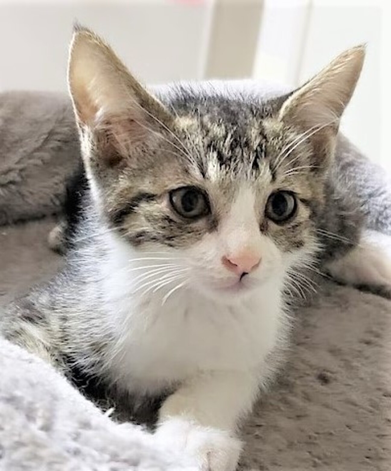 おっとり優しい男の子 だ 千葉県 猫の里親募集 ペットのおうち 月間利用者150万人