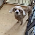 急募うるうる瞳の可愛い男の子　血統書付