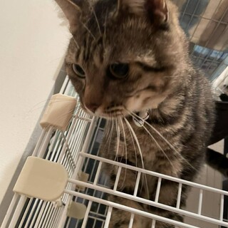 かわいい男のこ。お家を探しています。