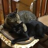 ないくぅこ