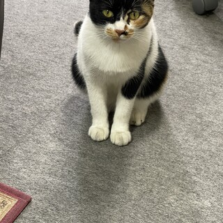 推定　1歳女の子　三毛　避妊手術済み