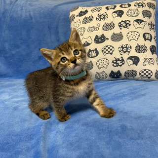 キジトラ子猫がお家募集中☆２匹ペアにて。