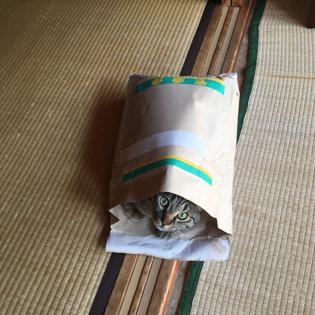 M.Shimaのカバー写真