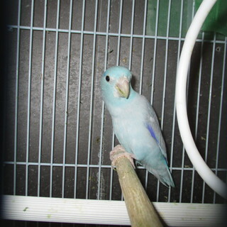 マメルリハの3歳雄です。