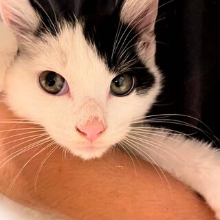 人馴れ抜群イケニャン白黒子猫のナイトちゃん！