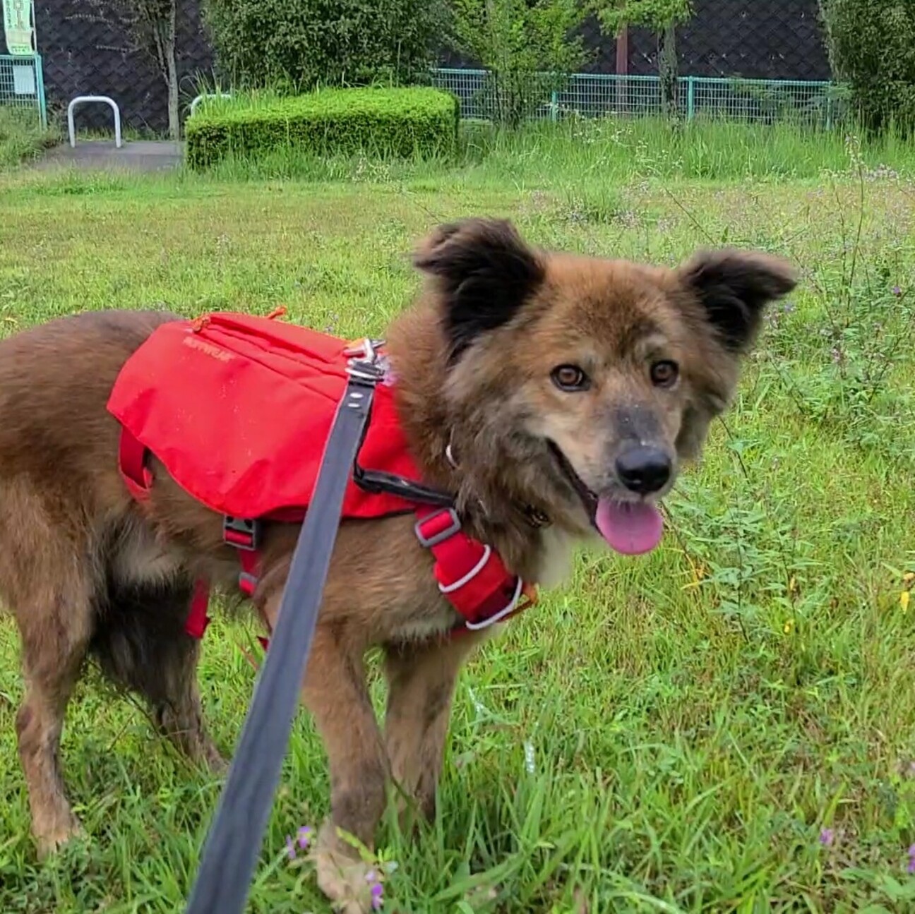 お散歩が大好きな バチュ 奈良県 犬の里親募集 ペットのおうち 月間利用者150万人