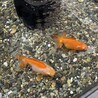 やまむね