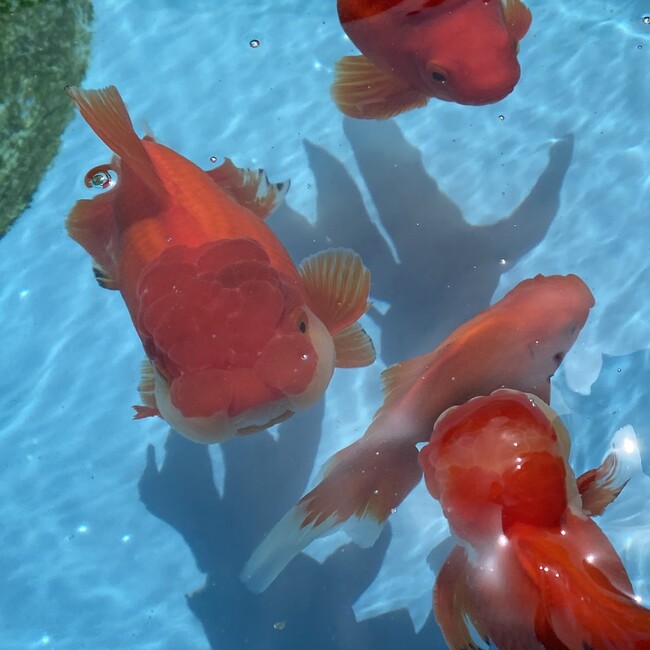 やまむねのカバー写真